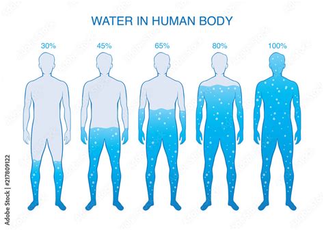 what percent of humans are water|Composition of the human body .